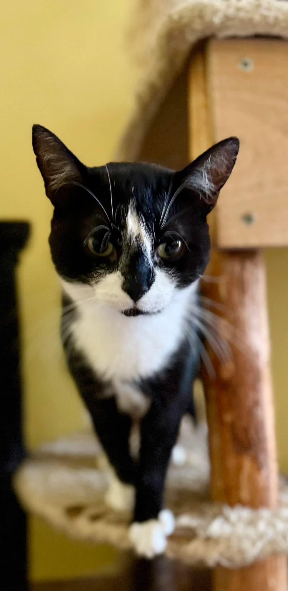 Käpik, Mixed Breed (MTÜ Saaremaa Lemmikloomade Turvakodu)