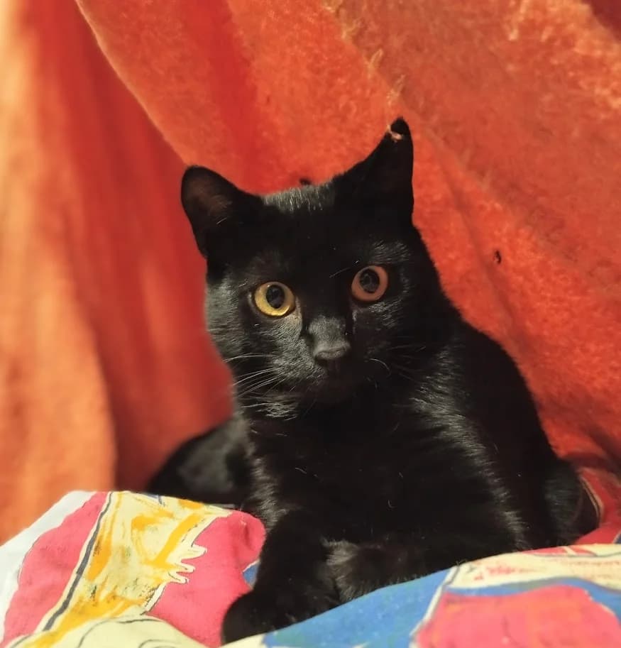 Särts, Mixed Breed (MTÜ Saaremaa Lemmikloomade Turvakodu)