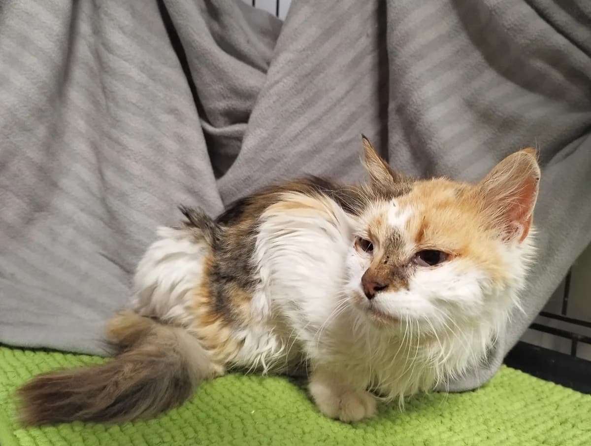 Miisu, female senior Mixed Breed for adoption at MTÜ Saaremaa Lemmikloomade Turvakodu, Kuressaare