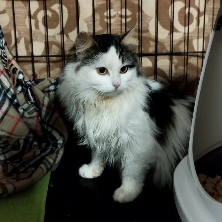Nurr, female young Mixed Breed for adoption at MTÜ Saaremaa Lemmikloomade Turvakodu, Kuressaare