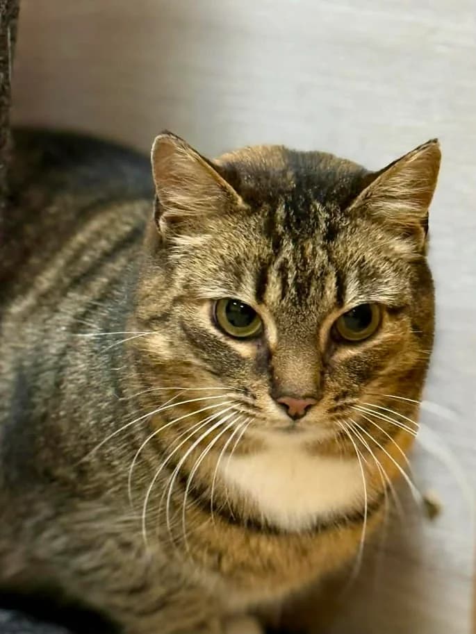 Aimi, female 6yo Mixed Breed for adoption at MTÜ Saaremaa Lemmikloomade Turvakodu, Kuressaare