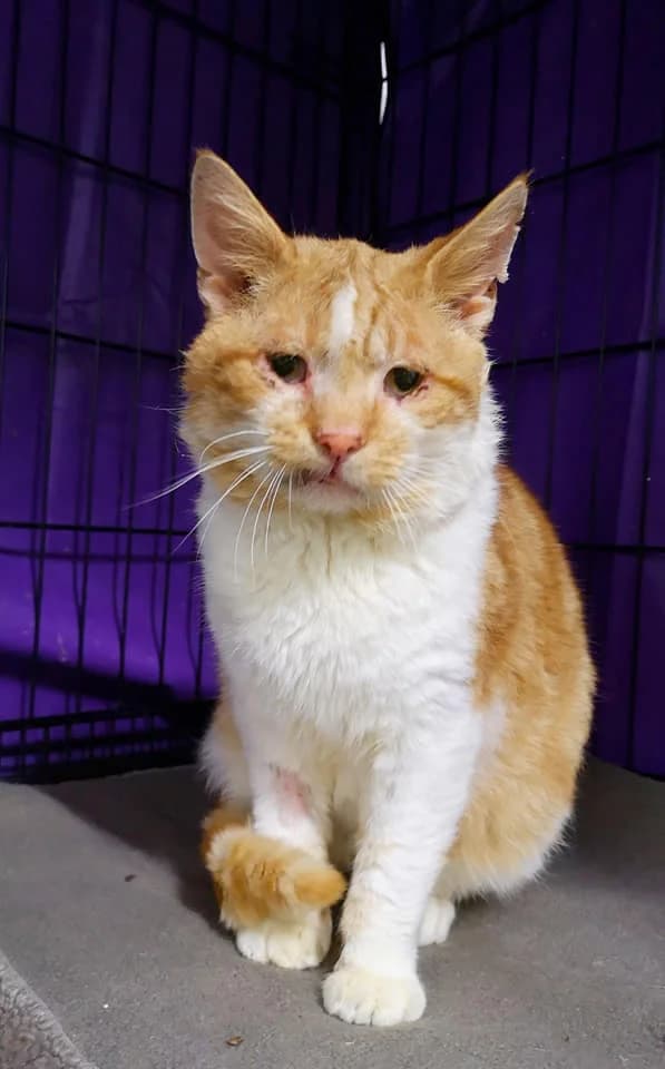 Roberto, male 4yo Mixed Breed for adoption at MTÜ Saaremaa Lemmikloomade Turvakodu, Kuressaare