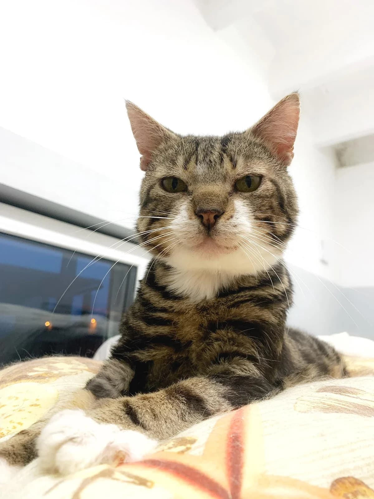 Ats,  5yo Mixed Breed for adoption at MTÜ Saaremaa Lemmikloomade Turvakodu, Kuressaare