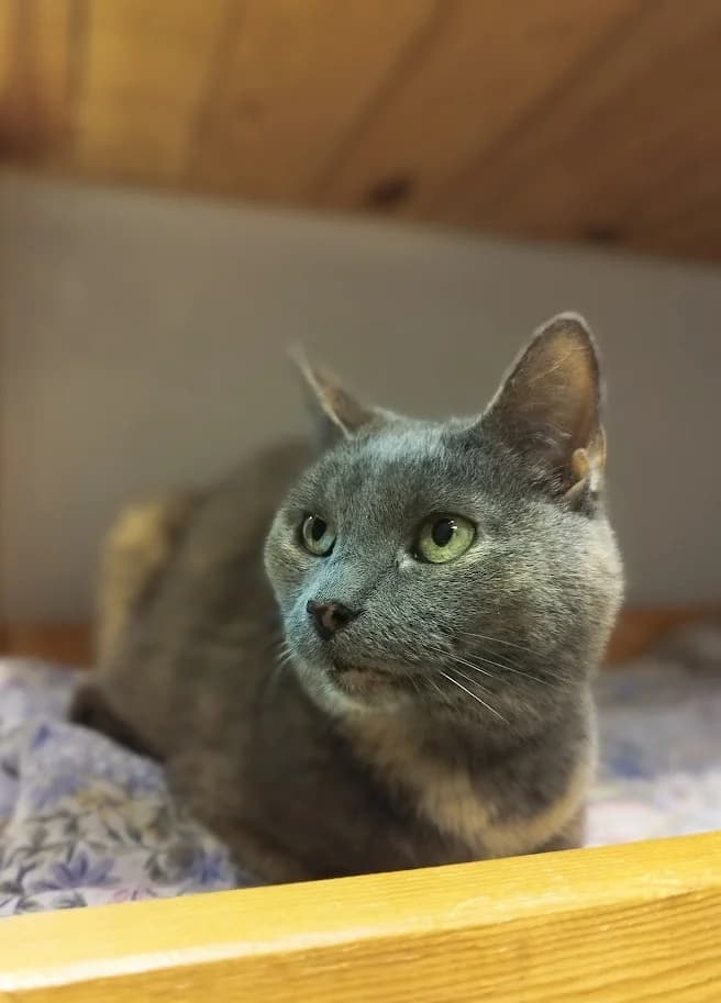 Miisu,  3yo Mixed Breed for adoption at MTÜ Saaremaa Lemmikloomade Turvakodu, Kuressaare
