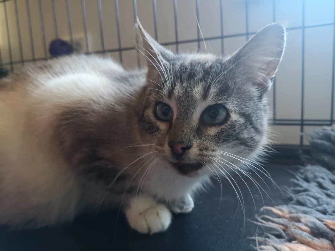 Kiiss-Kiiss, female 4yo Mixed Breed for adoption at MTÜ Saaremaa Lemmikloomade Turvakodu, Kuressaare