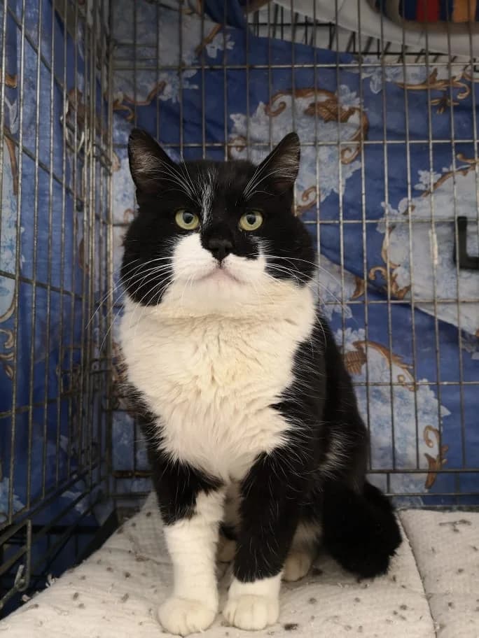 Casanova, male 4yo Mixed Breed for adoption at MTÜ Saaremaa Lemmikloomade Turvakodu, Kuressaare