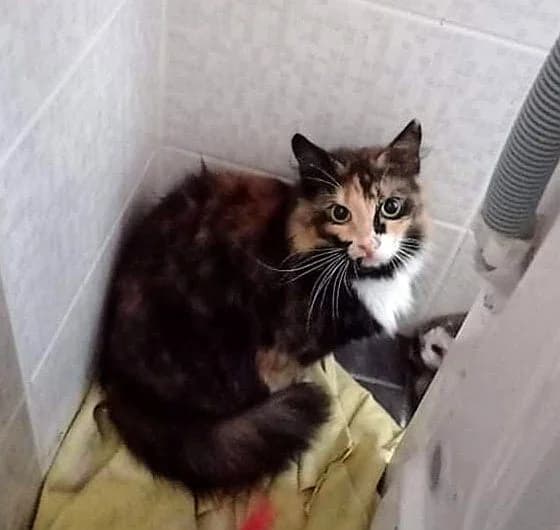 Missy,  5yo Mixed Breed for adoption at MTÜ Saaremaa Lemmikloomade Turvakodu, Kuressaare