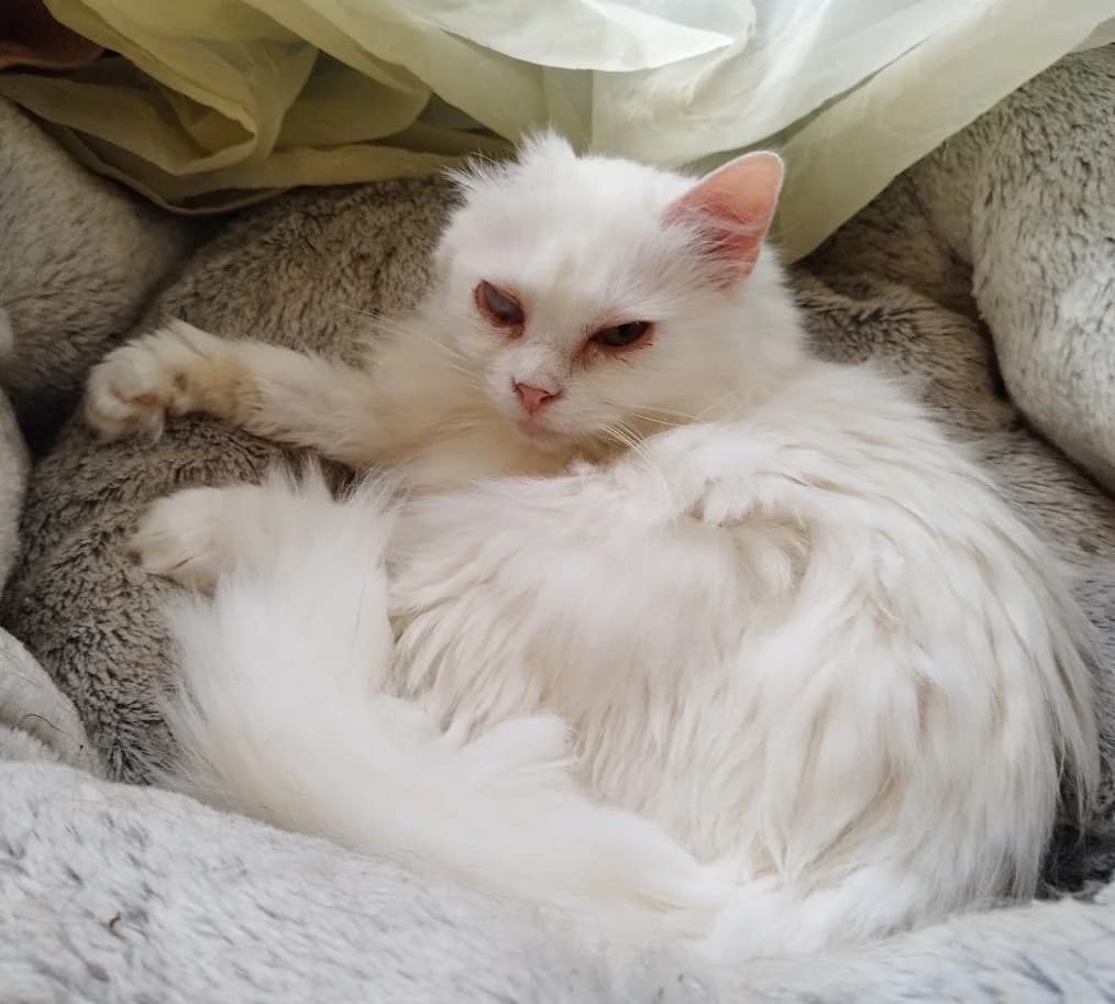 Rootsuke, female 5yo Mixed Breed for adoption at MTÜ Saaremaa Lemmikloomade Turvakodu, Kuressaare