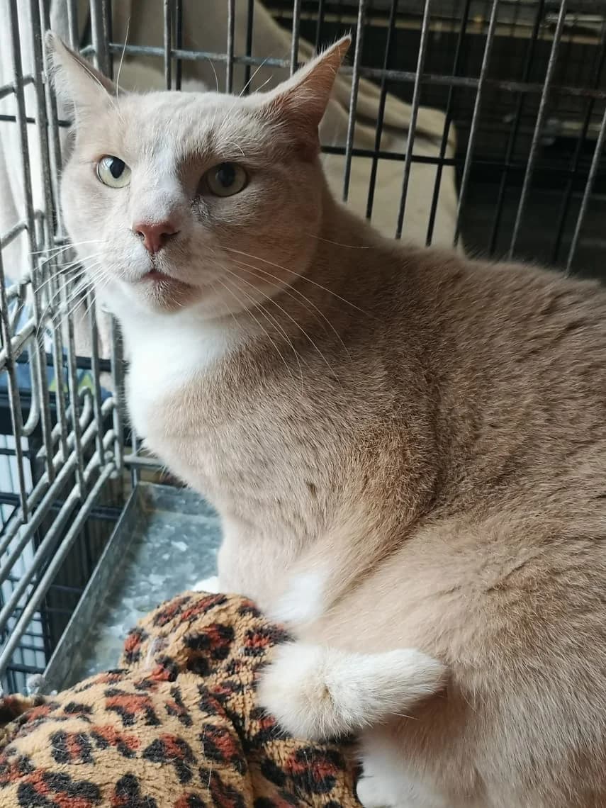 Mürakas, male 4yo Mixed Breed for adoption at MTÜ Saaremaa Lemmikloomade Turvakodu, Kuressaare