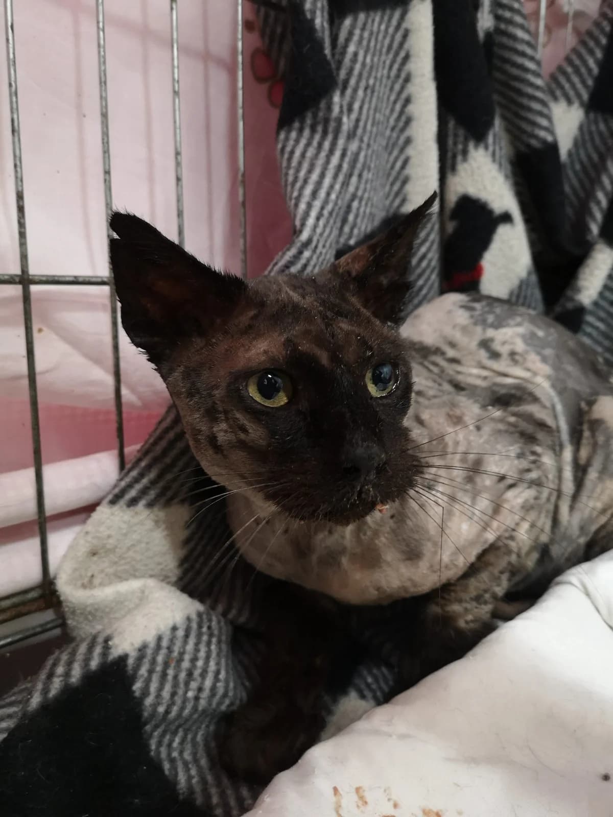 Verni, male 4yo Mixed Breed for adoption at MTÜ Saaremaa Lemmikloomade Turvakodu, Kuressaare