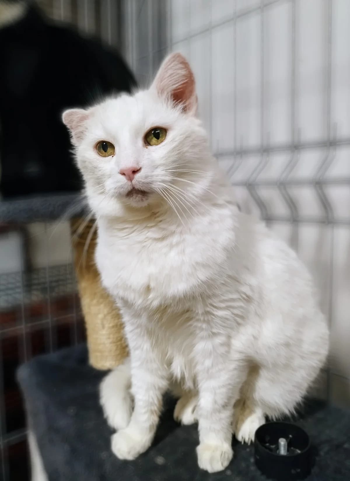 Blondy, female 4yo Mixed Breed for adoption at MTÜ Saaremaa Lemmikloomade Turvakodu, Kuressaare