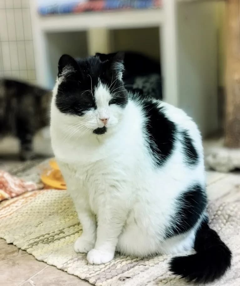 Mihkel, male 6yo Mixed Breed for adoption at MTÜ Saaremaa Lemmikloomade Turvakodu, Kuressaare