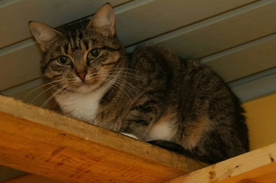 Kiti, female senior Mixed Breed for adoption at MTÜ Saaremaa Lemmikloomade Turvakodu, Kuressaare