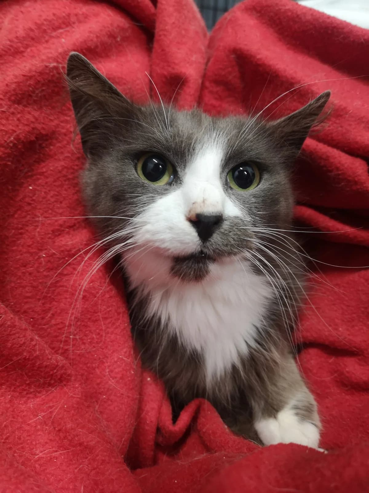 Timmu, male 4yo Mixed Breed for adoption at MTÜ Saaremaa Lemmikloomade Turvakodu, Kuressaare