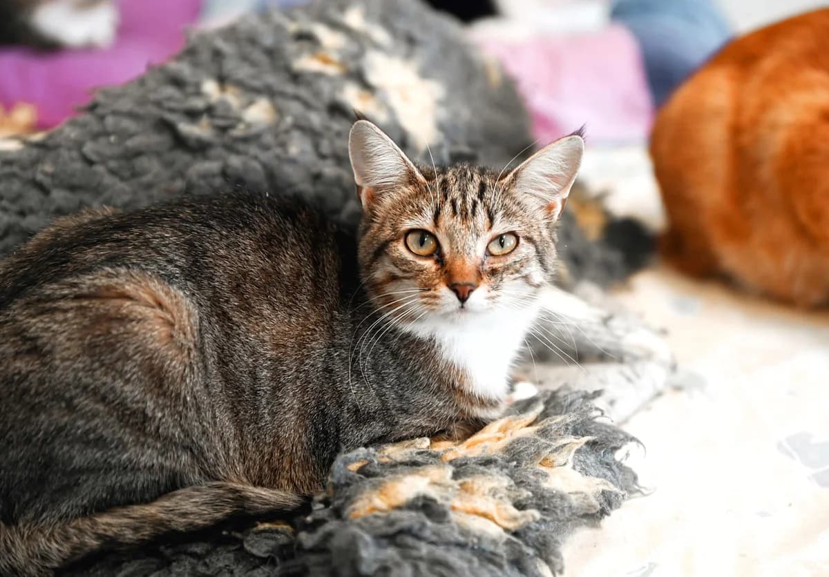 Kalli, female 5yo Mixed Breed for adoption at MTÜ Saaremaa Lemmikloomade Turvakodu, Kuressaare