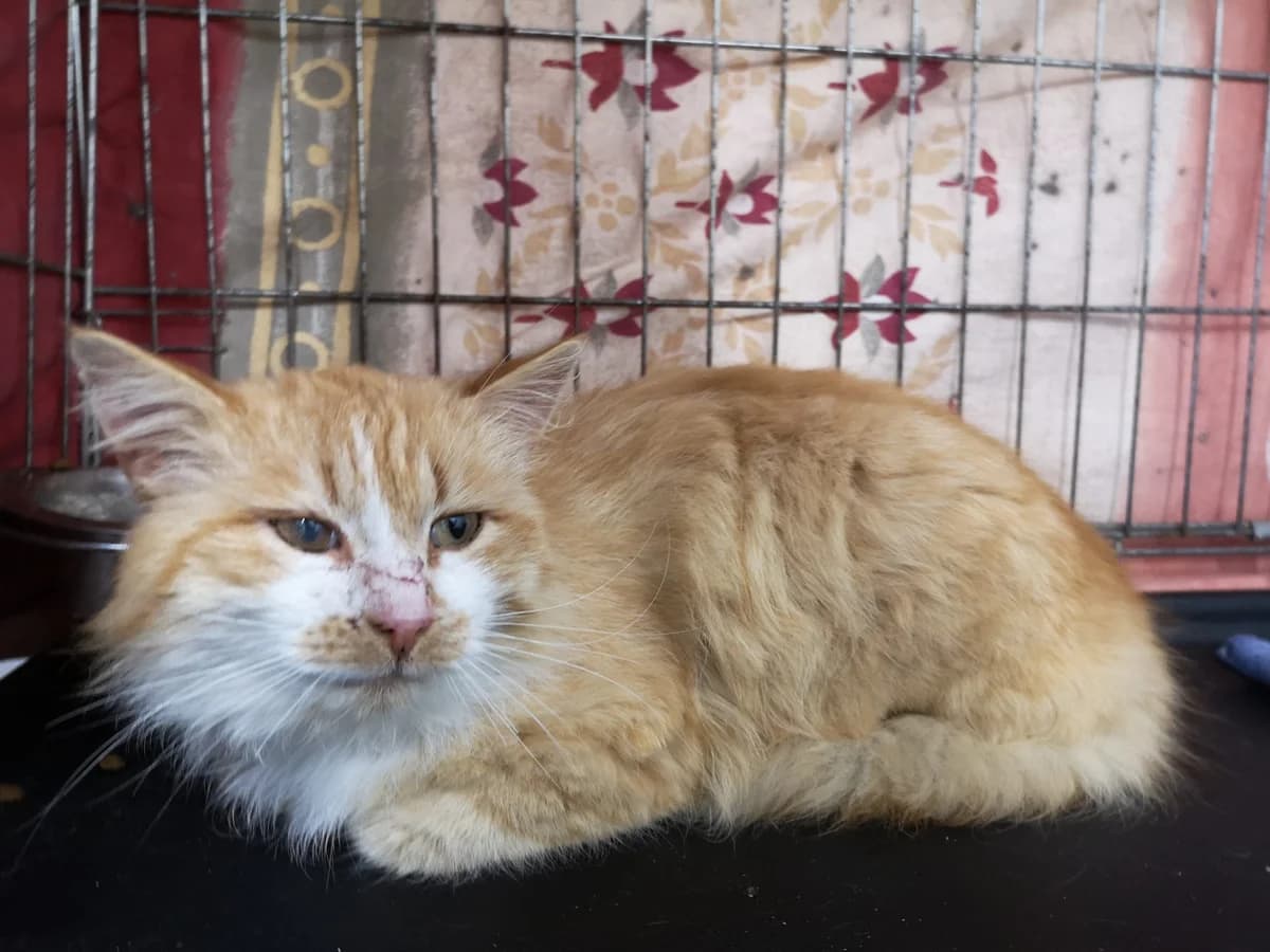 Artjom, male 4yo Mixed Breed for adoption at MTÜ Saaremaa Lemmikloomade Turvakodu, Kuressaare