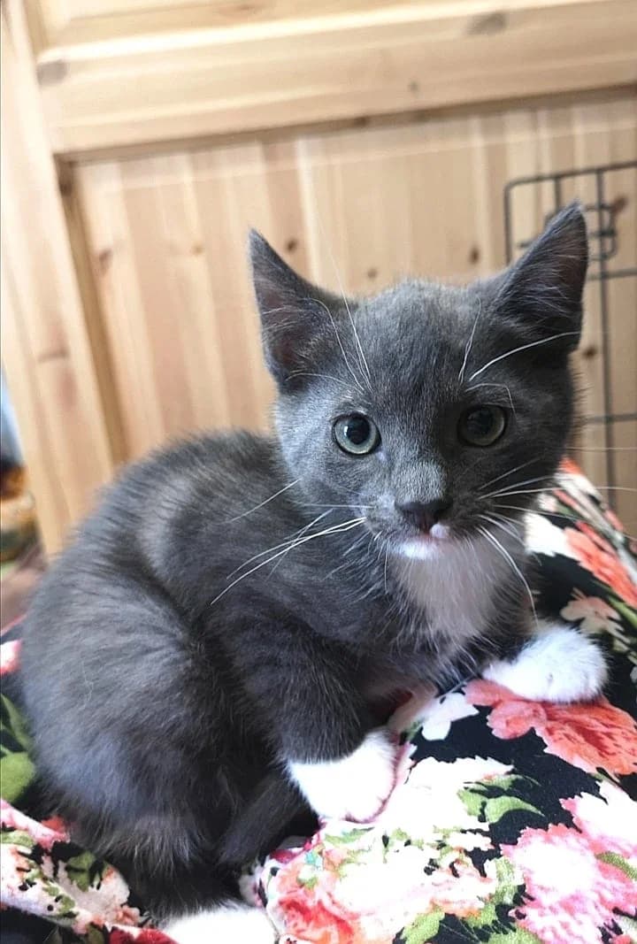 Xena, female Mixed Breed for adoption at MTÜ Saaremaa Lemmikloomade Turvakodu, Kuressaare