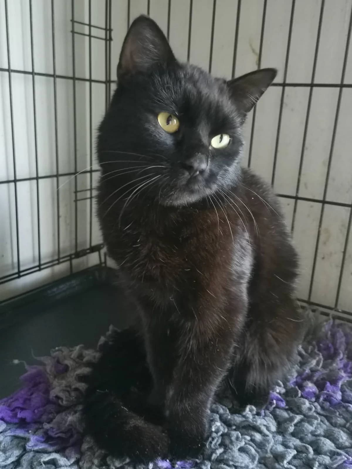 Salem, male Mixed Breed for adoption at MTÜ Saaremaa Lemmikloomade Turvakodu, Kuressaare