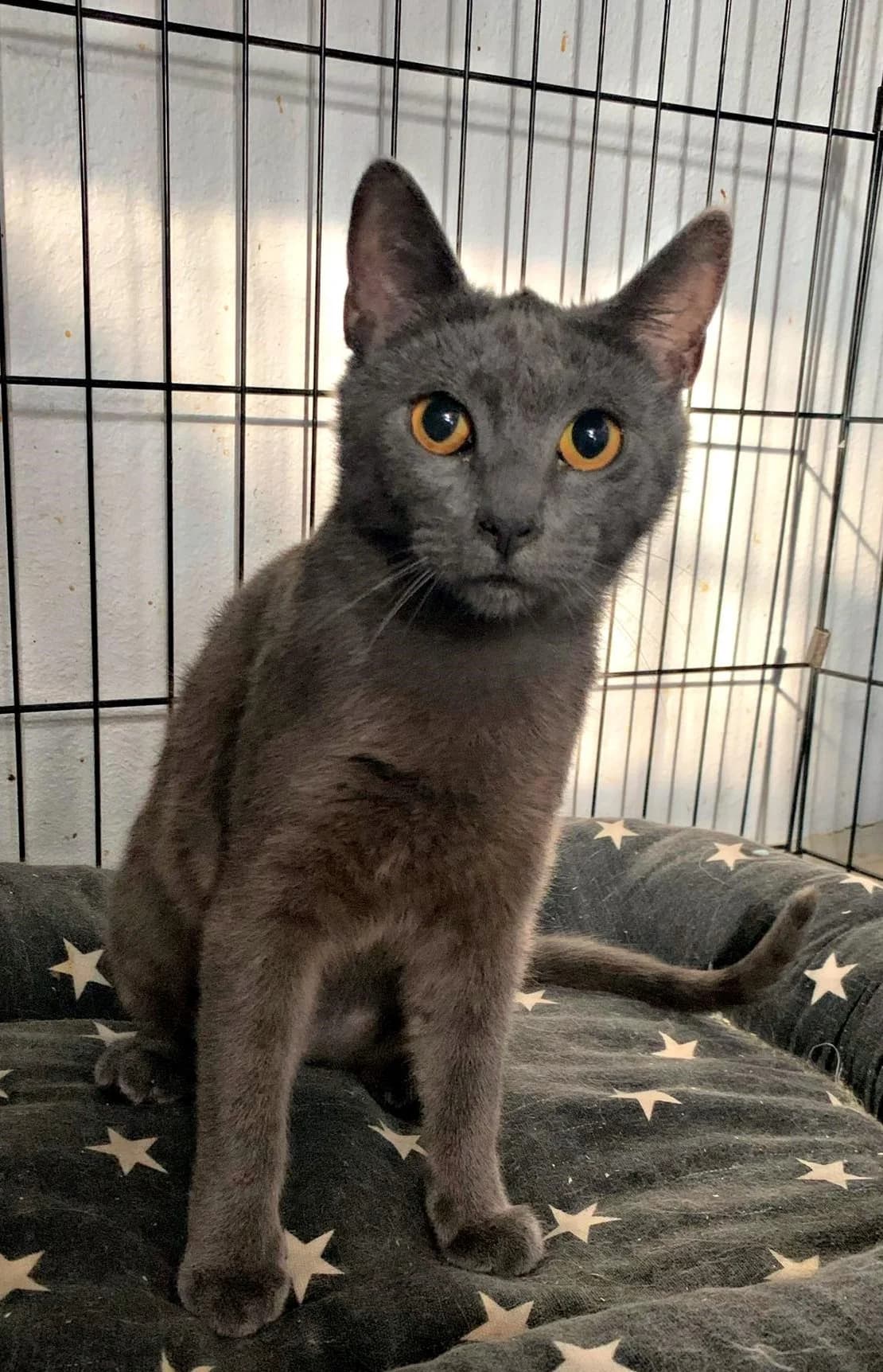 Blue, female 4yo Mixed Breed for adoption at MTÜ Saaremaa Lemmikloomade Turvakodu, Kuressaare