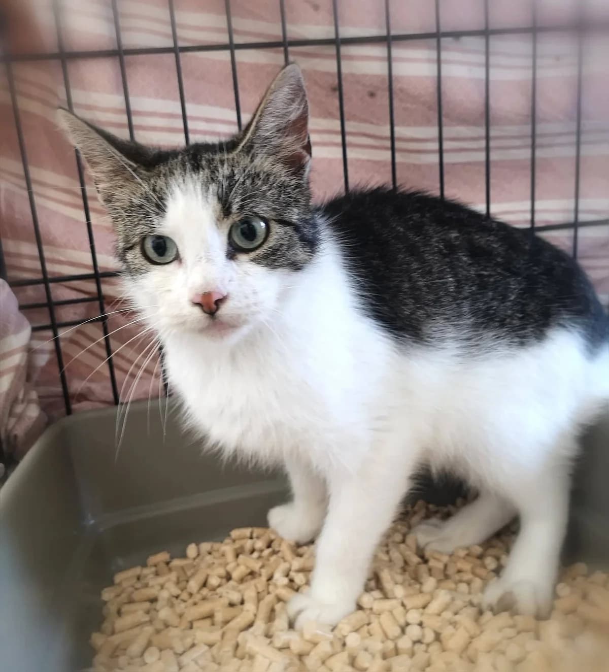 Bety, female 4yo Mixed Breed for adoption at MTÜ Saaremaa Lemmikloomade Turvakodu, Kuressaare