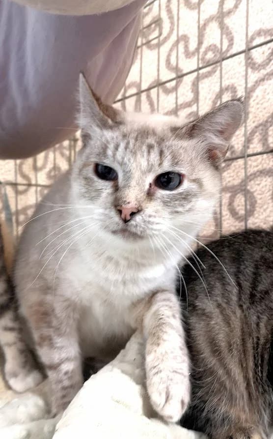 Siisi, female 4yo Mixed Breed for adoption at MTÜ Saaremaa Lemmikloomade Turvakodu, Kuressaare