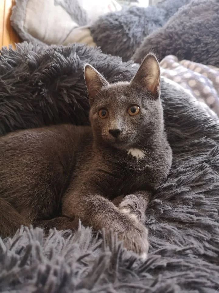 Aidan, male 4yo Mixed Breed for adoption at MTÜ Saaremaa Lemmikloomade Turvakodu, Kuressaare