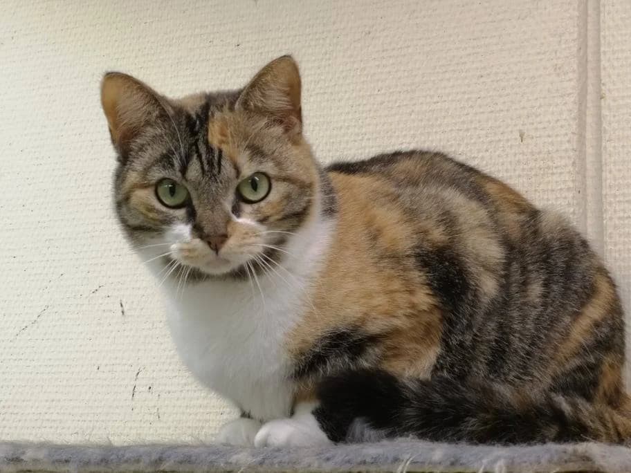 Saali, female Mixed Breed for adoption at MTÜ Saaremaa Lemmikloomade Turvakodu, Kuressaare