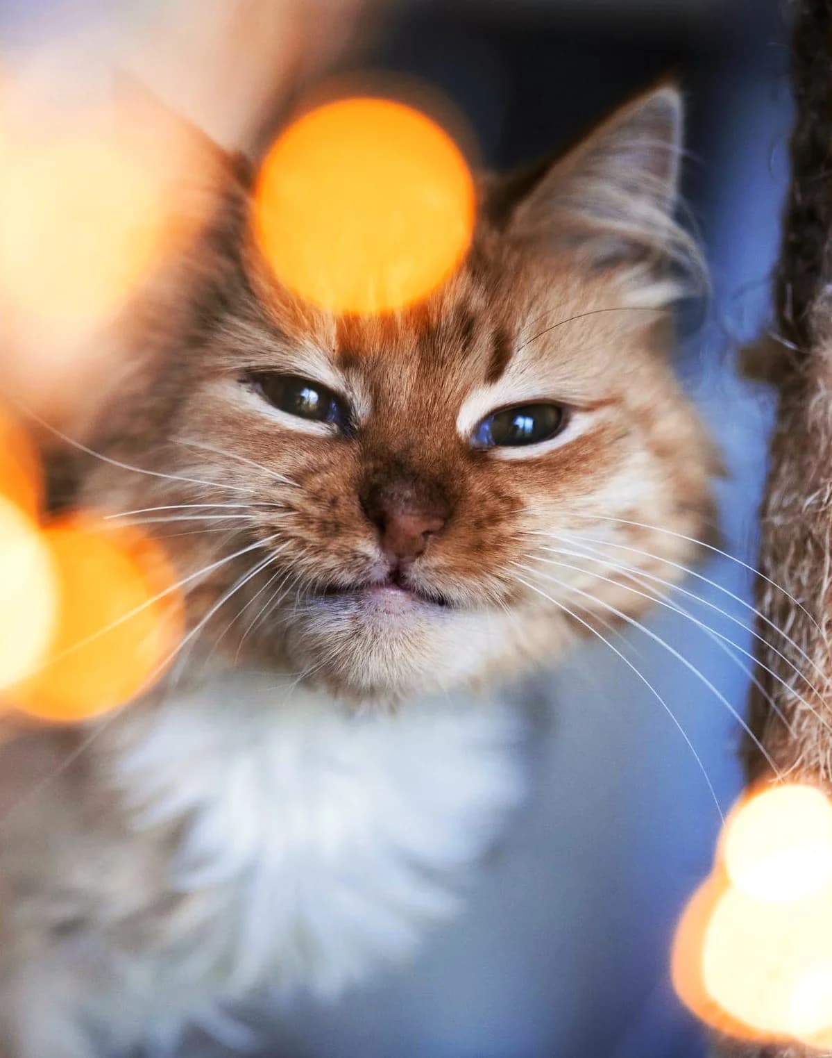 Sole Mio, 6yo Mixed Breed for adoption at MTÜ Saaremaa Lemmikloomade Turvakodu, Kuressaare