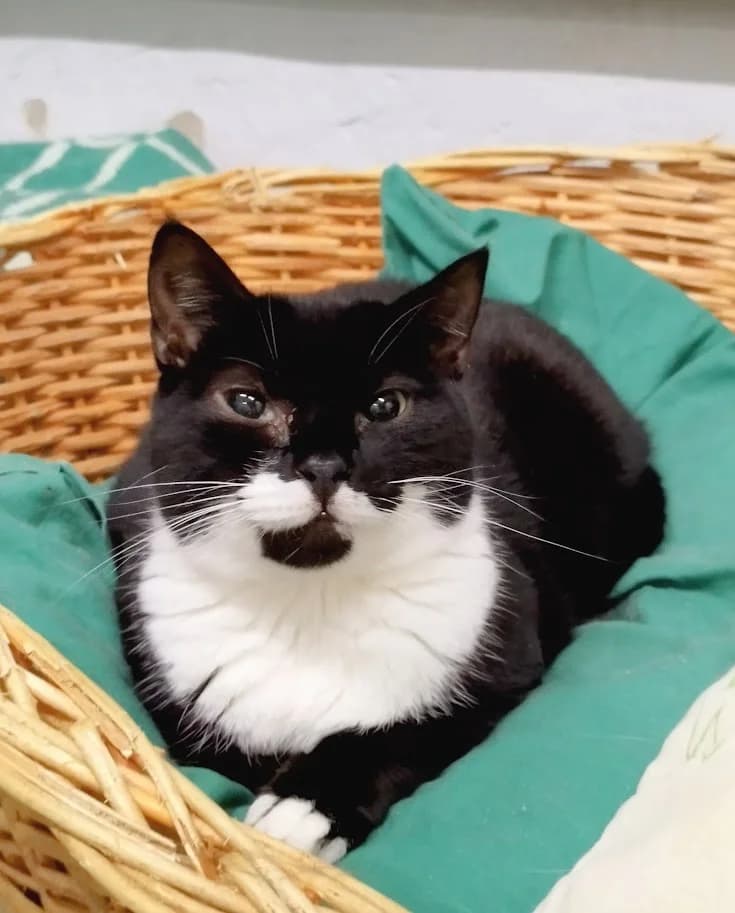 Dolly, female 7yo Mixed Breed for adoption at MTÜ Saaremaa Lemmikloomade Turvakodu, Kuressaare