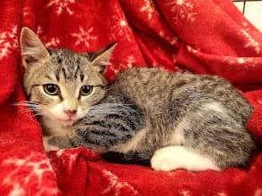 Tirts, female 4yo Mixed Breed for adoption at MTÜ Saaremaa Lemmikloomade Turvakodu, Kuressaare