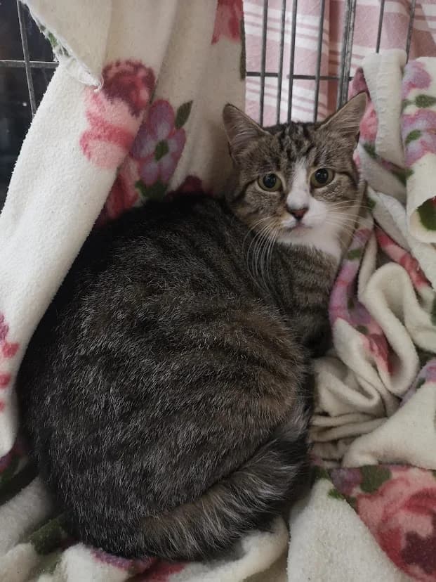Thelma, female 4yo Mixed Breed for adoption at MTÜ Saaremaa Lemmikloomade Turvakodu, Kuressaare