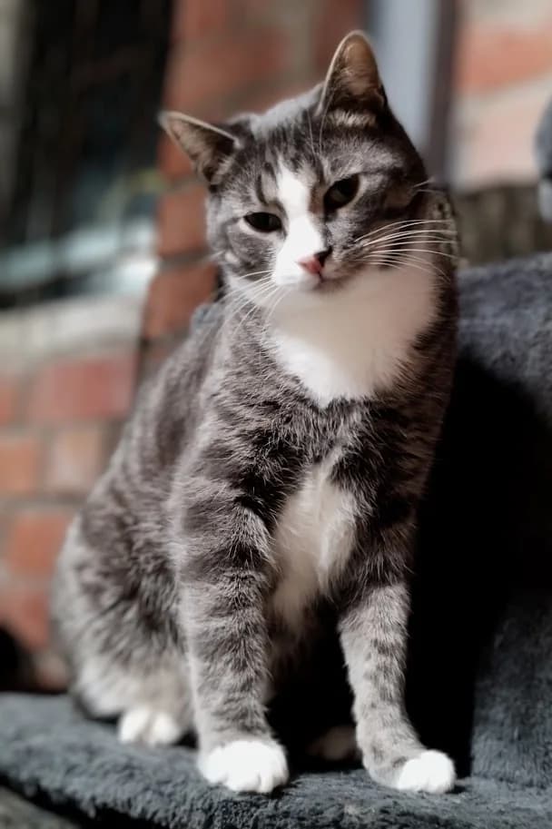 Milo, male 4yo Mixed Breed for adoption at MTÜ Saaremaa Lemmikloomade Turvakodu, Kuressaare