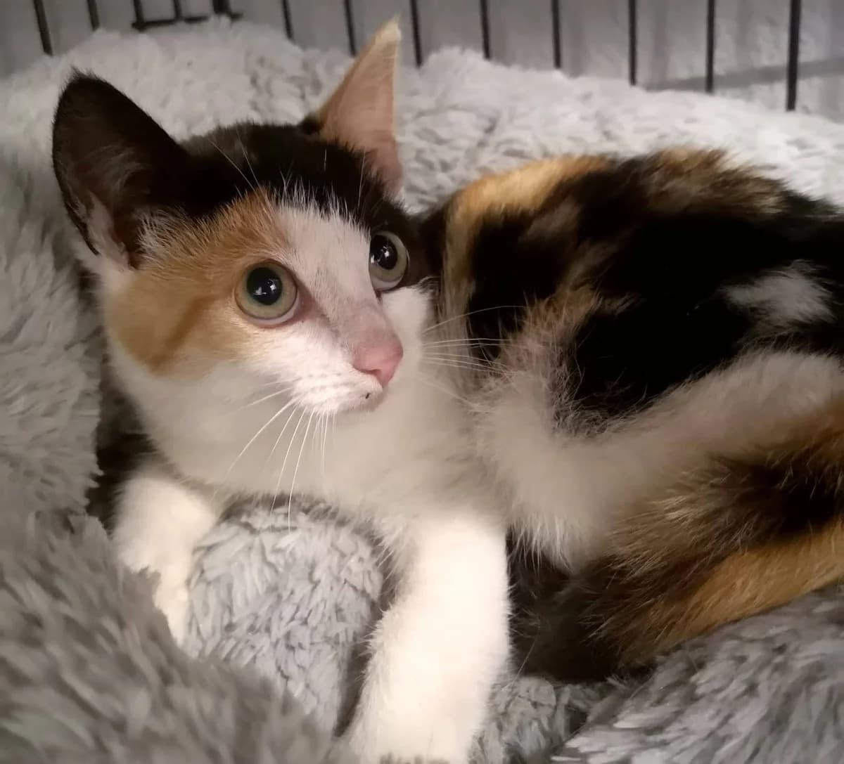 Friida, female 4yo Mixed Breed for adoption at MTÜ Saaremaa Lemmikloomade Turvakodu, Kuressaare