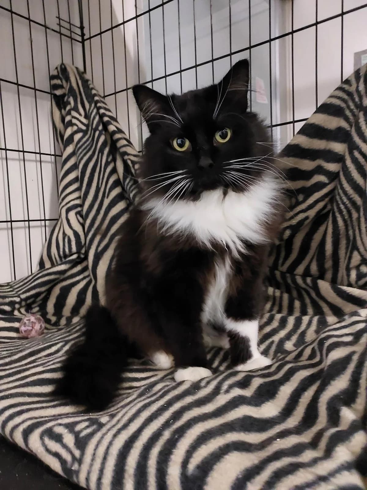 Villem, male 4yo Mixed Breed for adoption at MTÜ Saaremaa Lemmikloomade Turvakodu, Kuressaare