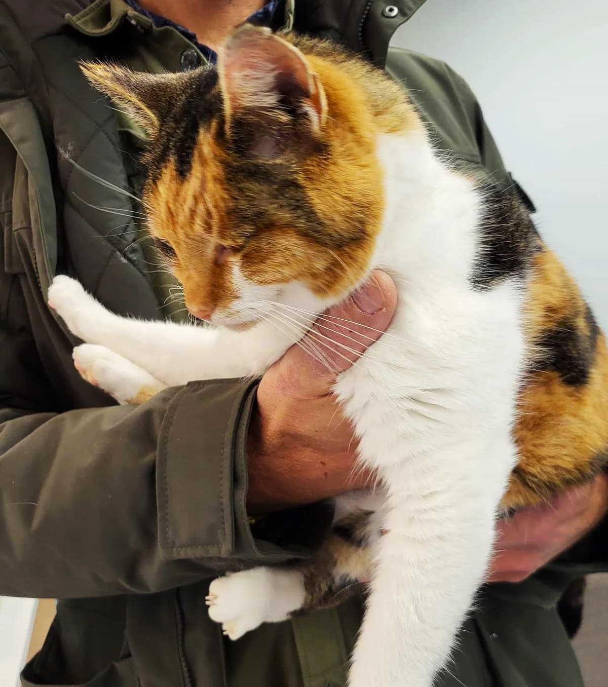 Lilli, female 4yo Mixed Breed for adoption at MTÜ Saaremaa Lemmikloomade Turvakodu, Kuressaare