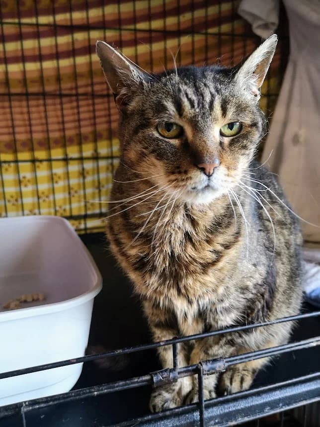 Nurra, female 4yo Mixed Breed for adoption at MTÜ Saaremaa Lemmikloomade Turvakodu, Kuressaare
