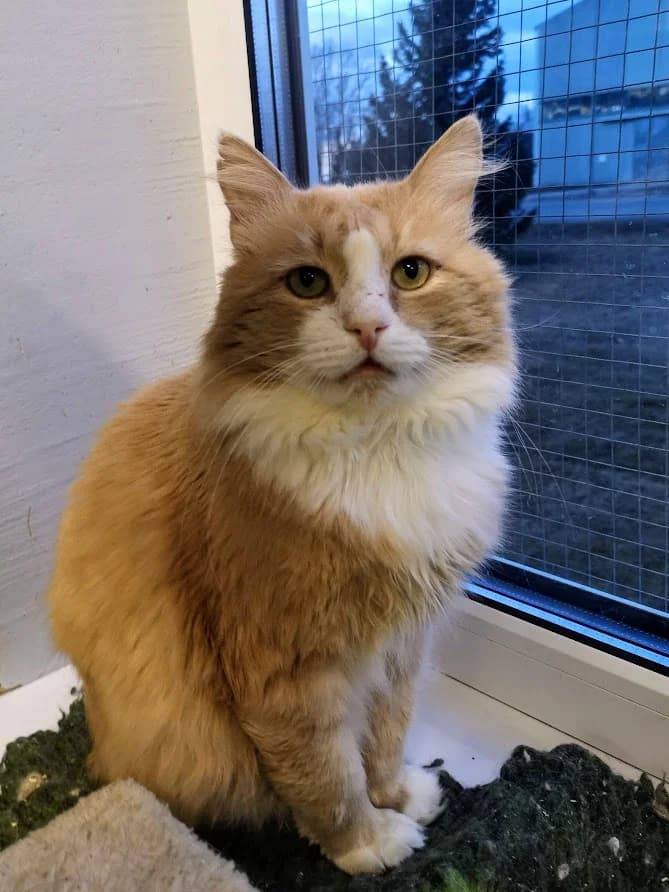 Vabahärra, male 5yo Mixed Breed for adoption at MTÜ Saaremaa Lemmikloomade Turvakodu, Kuressaare