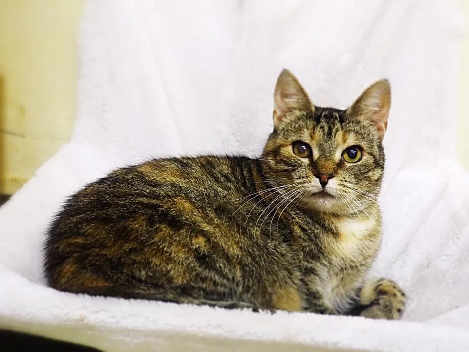 Nessa,  4yo Mixed Breed for adoption at MTÜ Saaremaa Lemmikloomade Turvakodu, Kuressaare