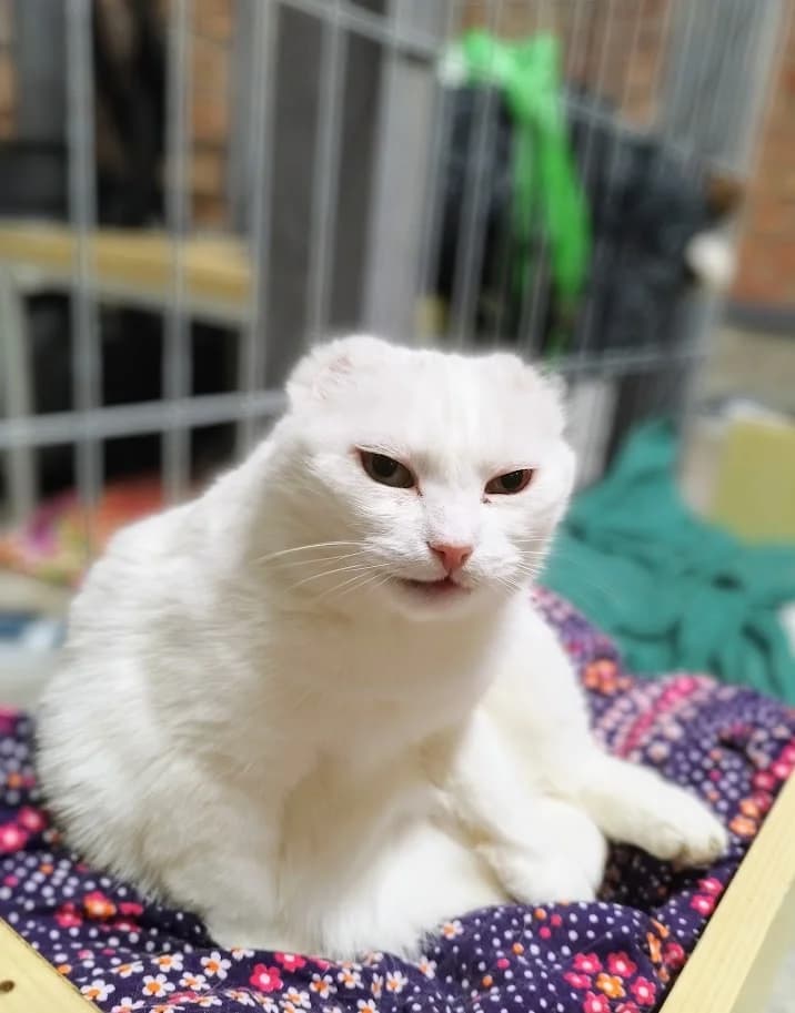 Milka, Mixed Breed (MTÜ Saaremaa Lemmikloomade Turvakodu)