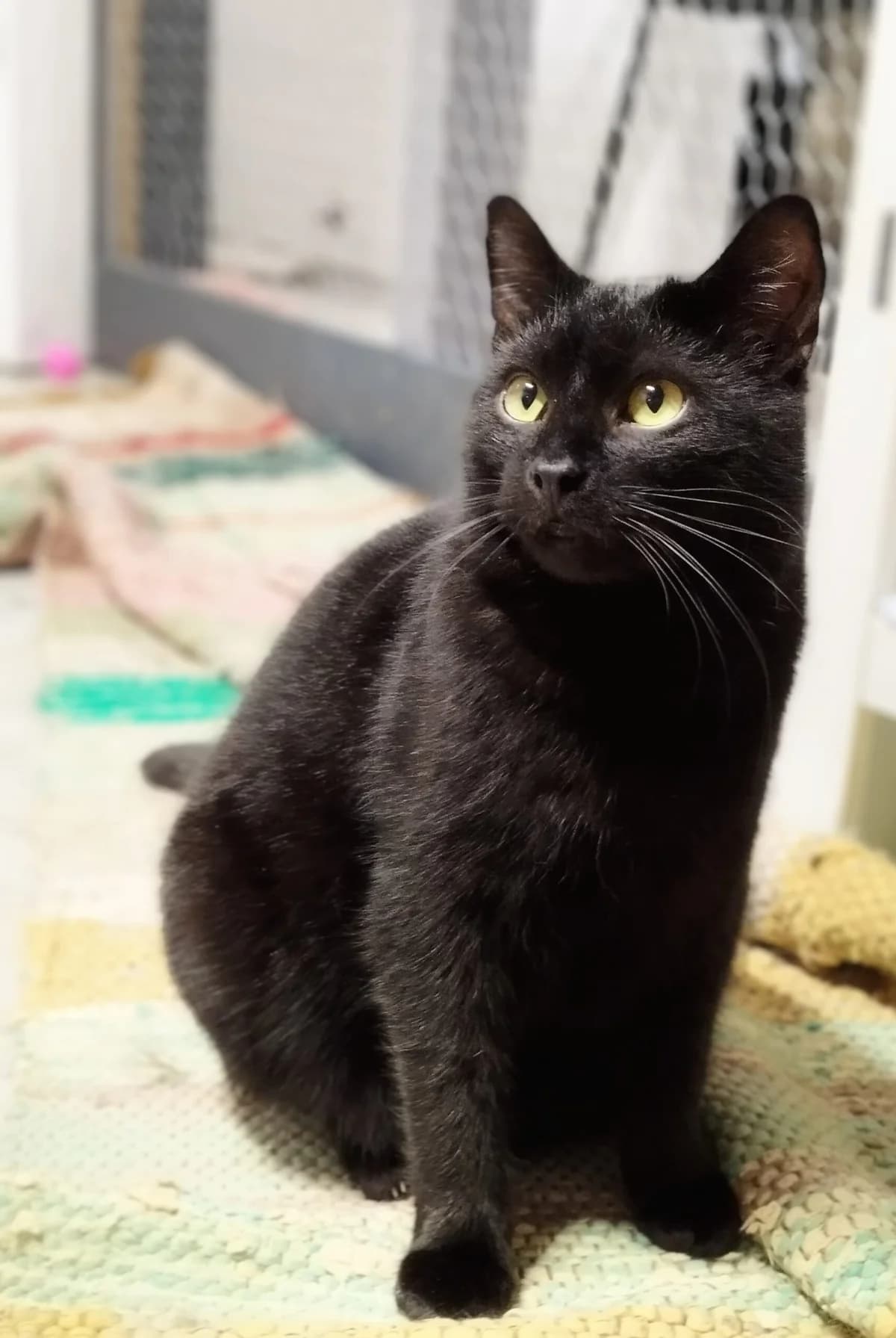 Hugo, Mixed Breed (MTÜ Saaremaa Lemmikloomade Turvakodu)