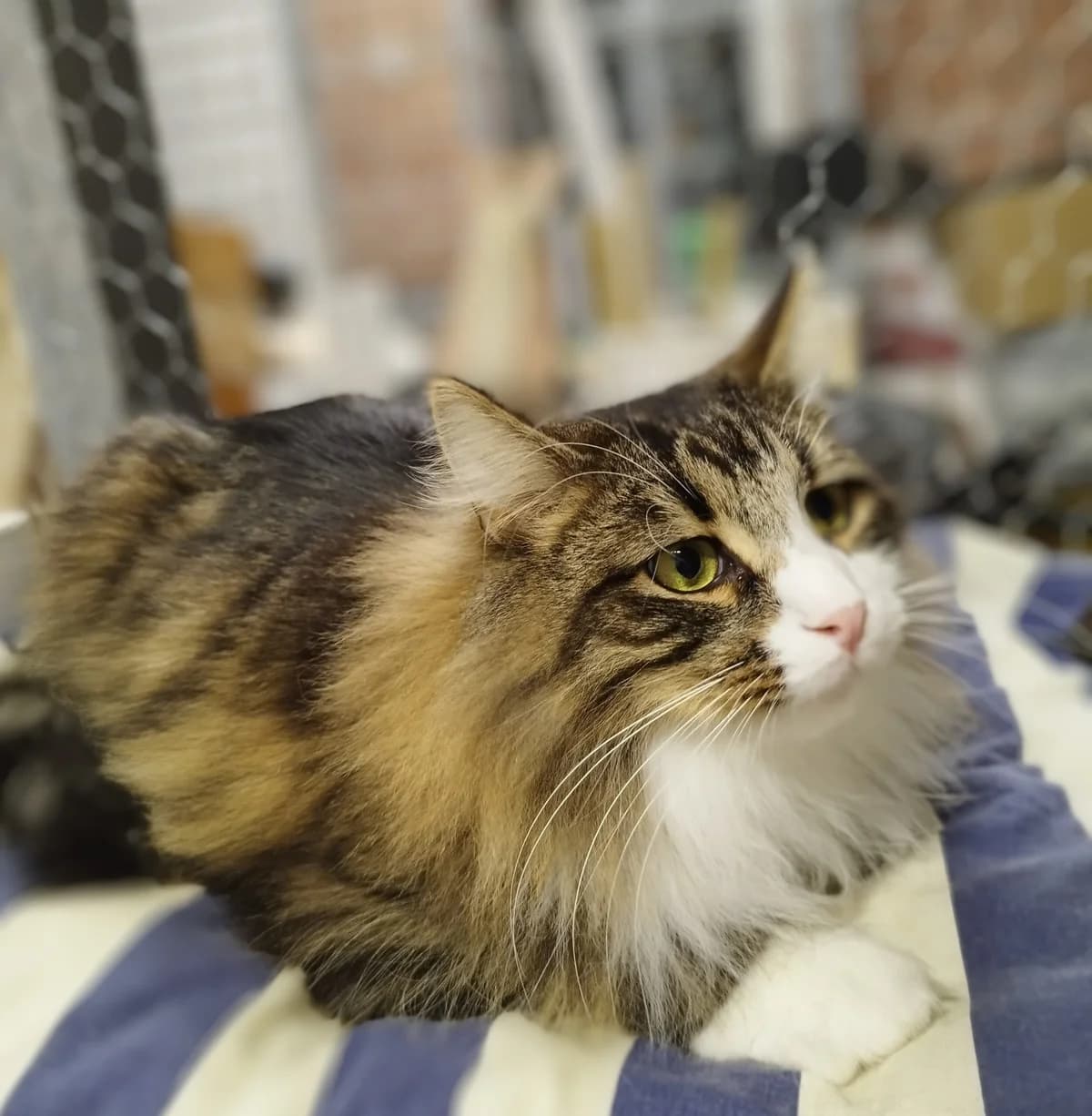 Hardi, Mixed Breed (MTÜ Saaremaa Lemmikloomade Turvakodu)