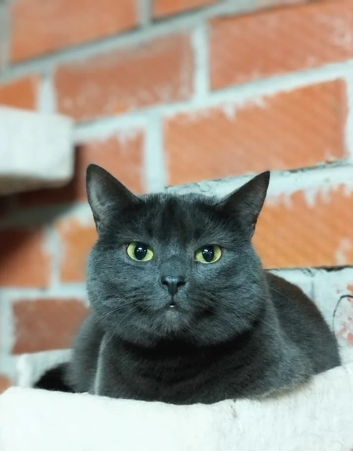 Megan, Mixed Breed (MTÜ Saaremaa Lemmikloomade Turvakodu)