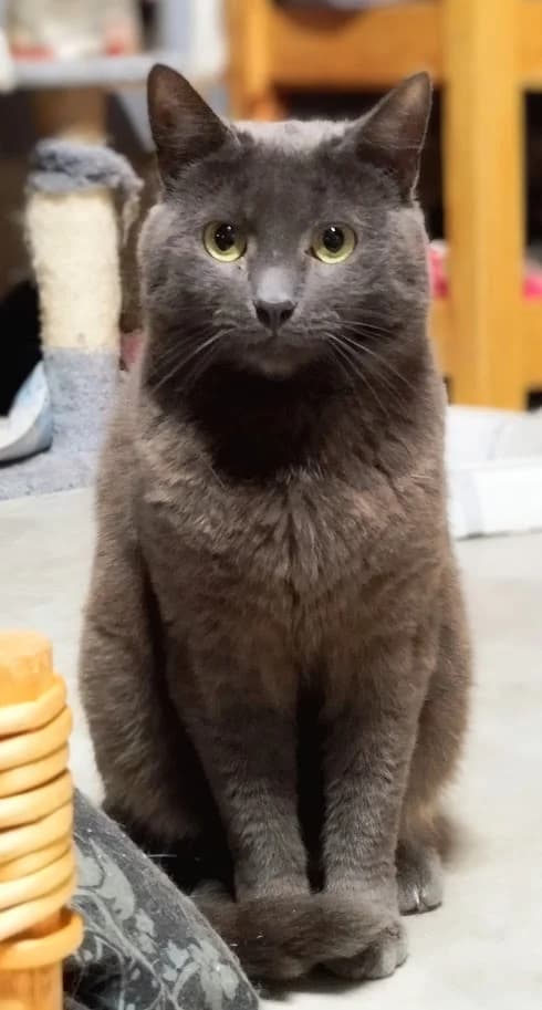 Camilla, Mixed Breed (MTÜ Saaremaa Lemmikloomade Turvakodu)