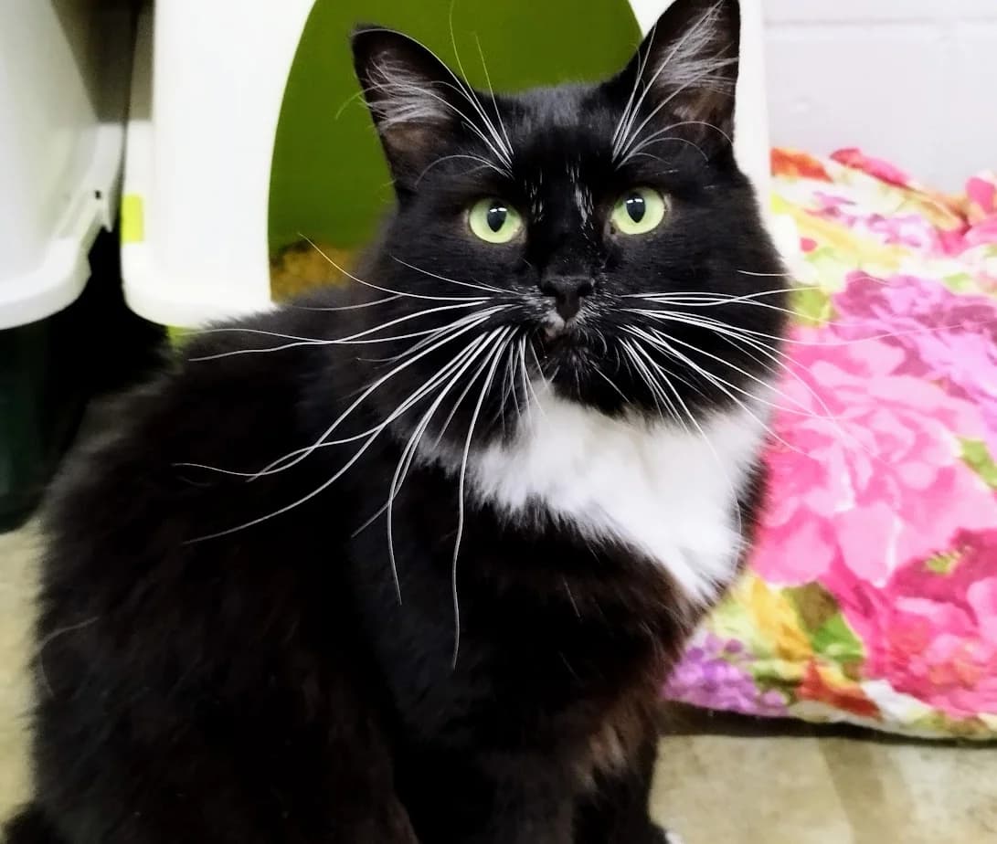 Picasso, male 3yo Mixed Breed for adoption at MTÜ Saaremaa Lemmikloomade Turvakodu, Kuressaare