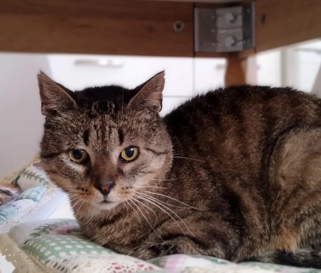 Šurik,  6yo Mixed Breed for adoption at MTÜ Saaremaa Lemmikloomade Turvakodu, Kuressaare
