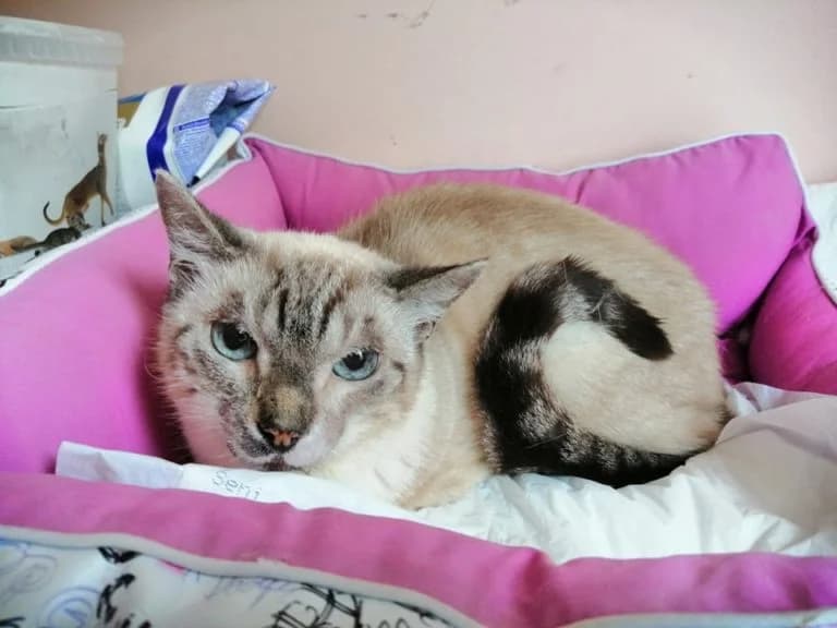 Proua Chanel, female Mixed Breed for adoption at MTÜ Tartu Kassikaitse, Tartu