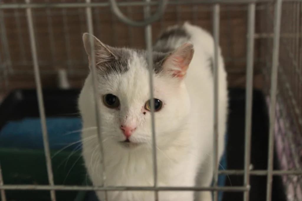 Gilbert, male Mixed Breed for adoption at MTÜ Tartu Kassikaitse, Tartu