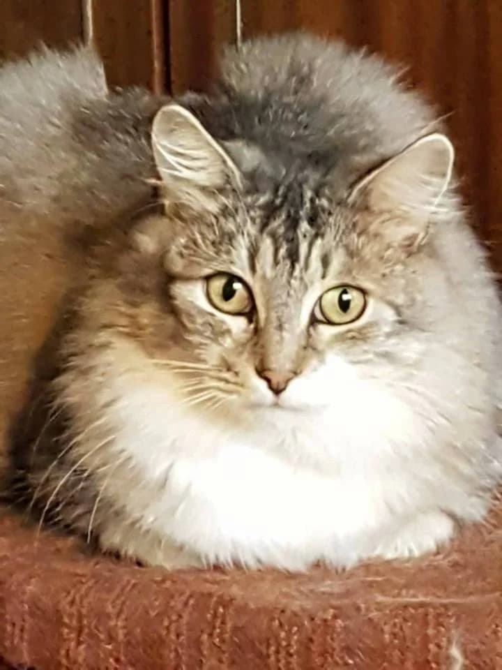 Triinu, female 6yo Mixed Breed for adoption at MTÜ Tartu Kassikaitse, Tartu