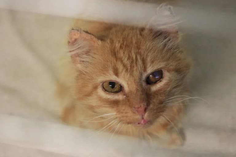 Findus, male Mixed Breed for adoption at MTÜ Tartu Kassikaitse, Tartu