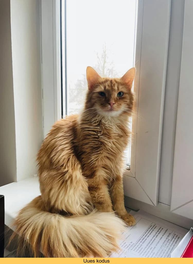 Pedro, male Mixed Breed for adoption at MTÜ Tartu Kassikaitse, Tartu